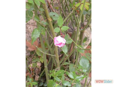 DSCN0239